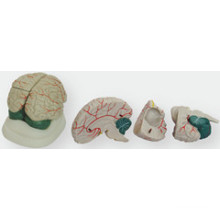 The New Brain Anatomical Model